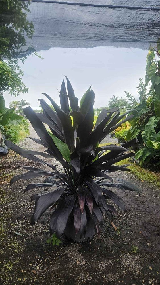 cordyline-fruticosa-black-magic-ti-plant-cordyline-terminalis-dracaena-terminalis