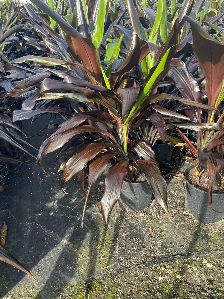 cordyline-fruticosa-black-magic-ti-plant-cordyline-terminalis-dracaena-terminalis