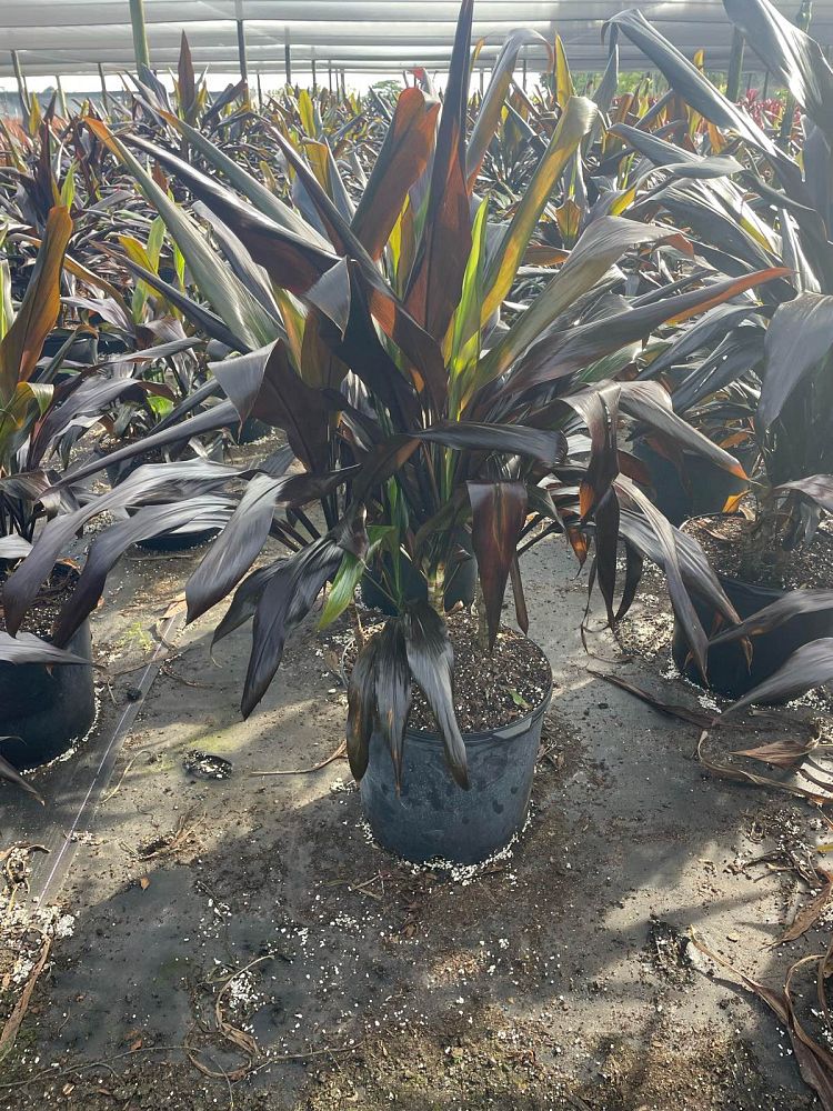cordyline-fruticosa-black-magic-ti-plant-cordyline-terminalis-dracaena-terminalis