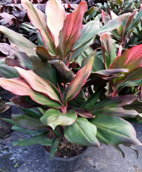 cordyline-fruticosa-bolero-bicolor-ti-plant-cordyline-terminalis-dracaena-terminalis