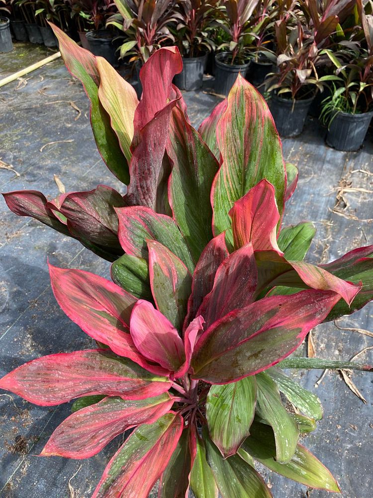 cordyline-fruticosa-bolero-bicolor-ti-plant-cordyline-terminalis-dracaena-terminalis