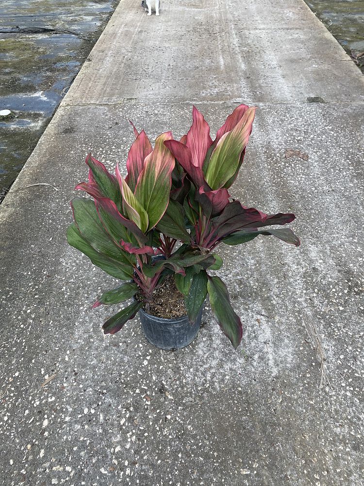 cordyline-fruticosa-bolero-bicolor-ti-plant-cordyline-terminalis-dracaena-terminalis