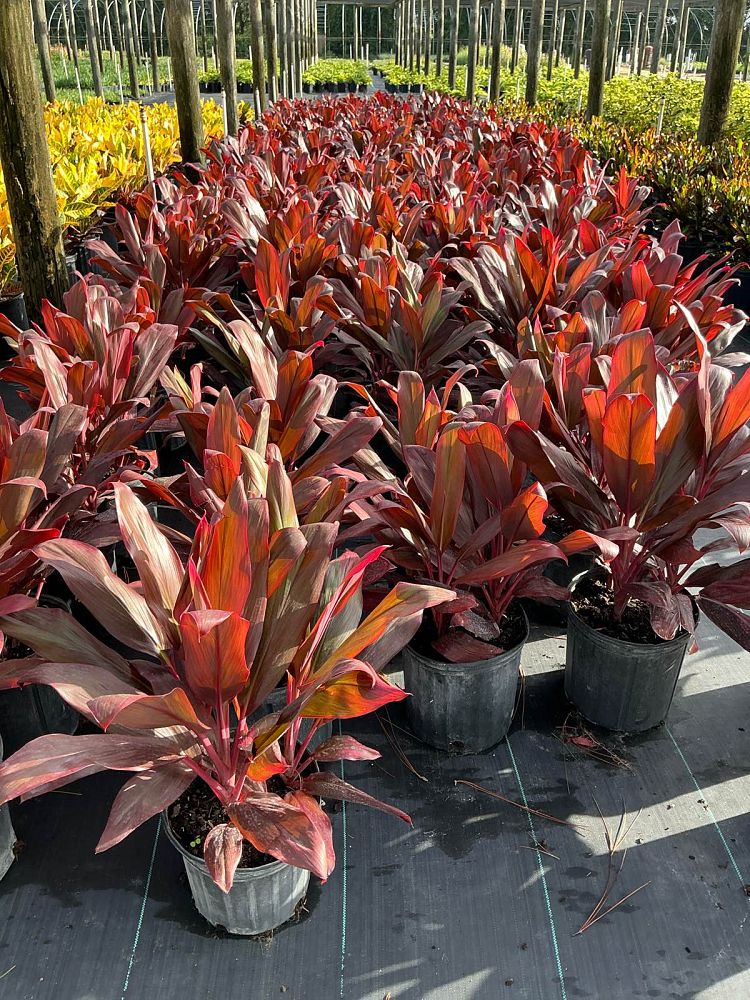 cordyline-fruticosa-bolero-bicolor-ti-plant-cordyline-terminalis-dracaena-terminalis