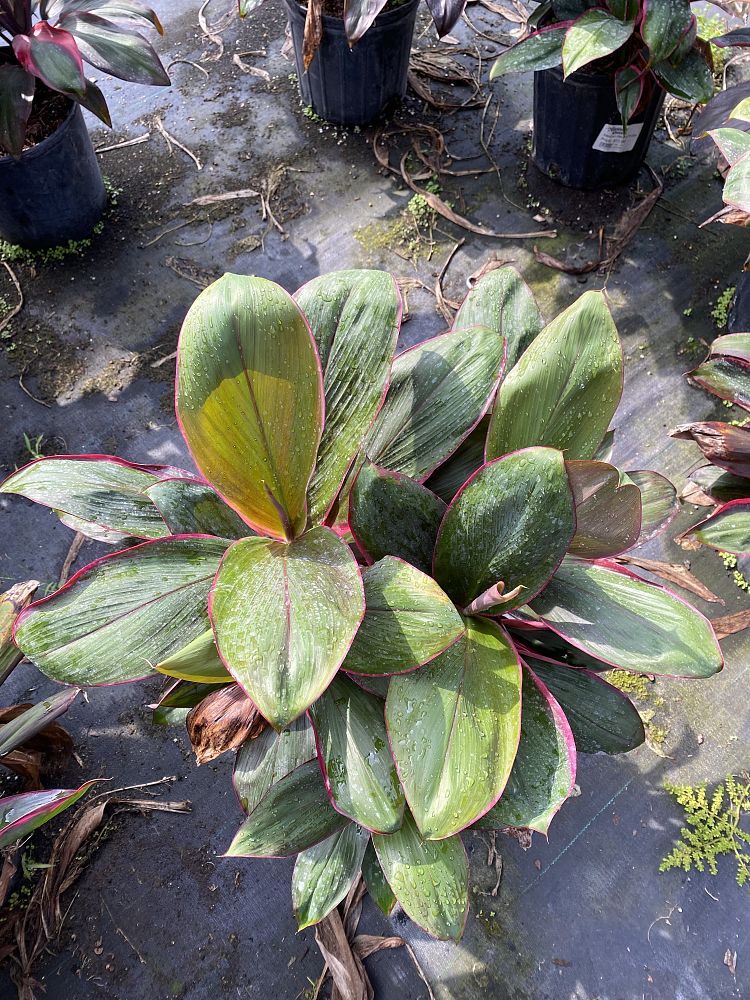 cordyline-fruticosa-bolero-good-luck-plant-ti-plant-hawaiian-ti-plant