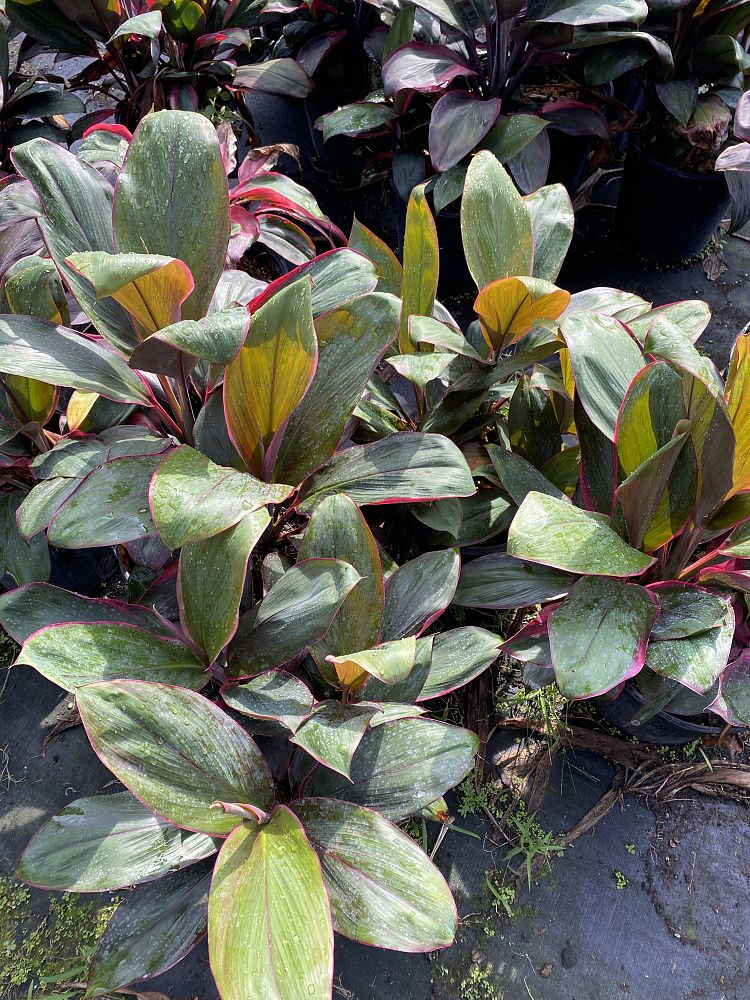 cordyline-fruticosa-bolero-good-luck-plant-ti-plant-hawaiian-ti-plant