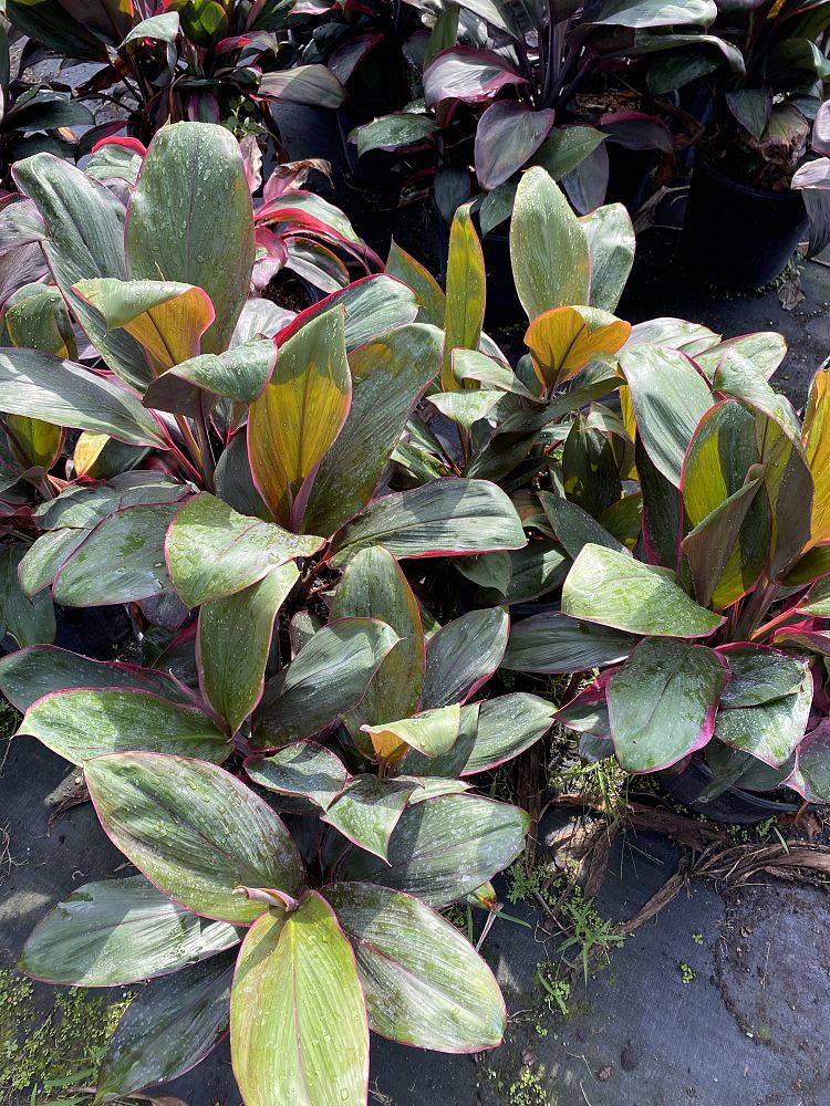cordyline-fruticosa-bolero-good-luck-plant-ti-plant-hawaiian-ti-plant