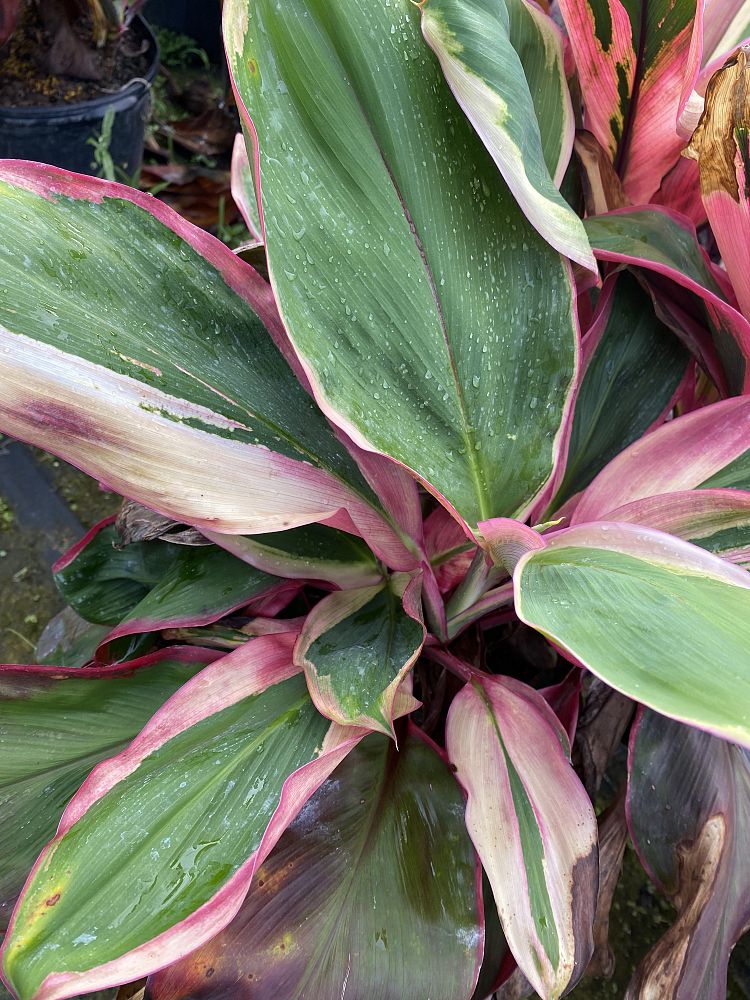 cordyline-fruticosa-bolero-tricolor-ti-plant-cordyline-terminalis-dracaena-terminalis