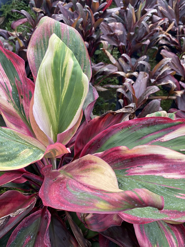 cordyline-fruticosa-bolero-tricolor-ti-plant-cordyline-terminalis-dracaena-terminalis