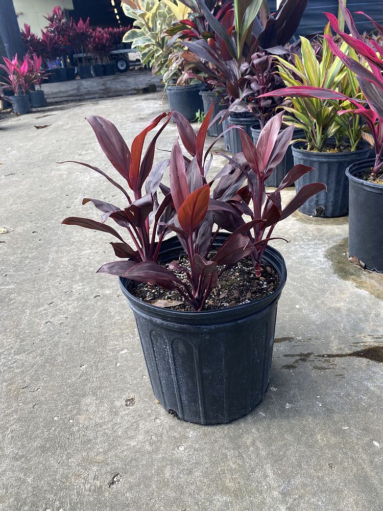 cordyline-fruticosa-calypso-queen-ti-plant-cordyline-terminalis-dracaena-terminalis