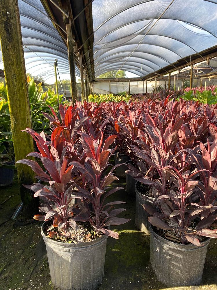 cordyline-fruticosa-calypso-queen-ti-plant-cordyline-terminalis-dracaena-terminalis