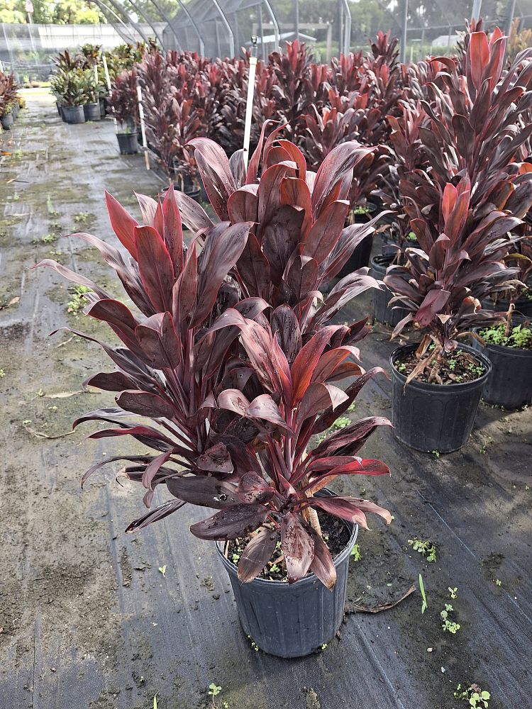 cordyline-fruticosa-calypso-queen-ti-plant-cordyline-terminalis-dracaena-terminalis