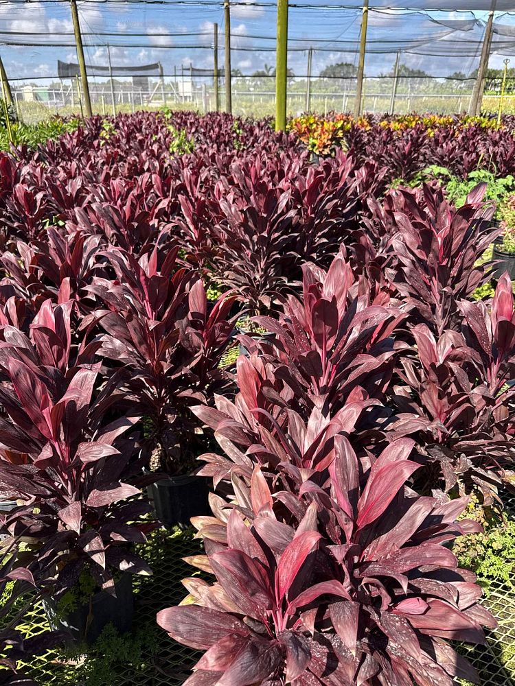 cordyline-fruticosa-calypso-queen-ti-plant-cordyline-terminalis-dracaena-terminalis