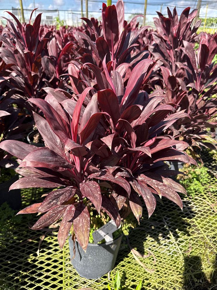 cordyline-fruticosa-calypso-queen-ti-plant-cordyline-terminalis-dracaena-terminalis