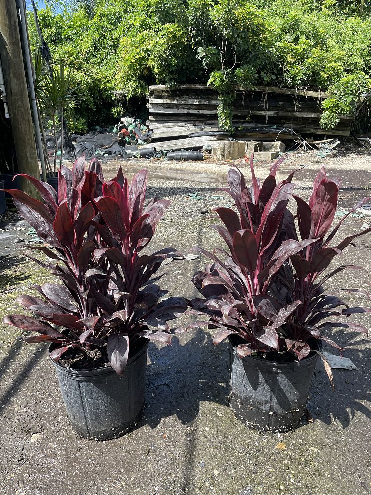 cordyline-fruticosa-calypso-queen-ti-plant-cordyline-terminalis-dracaena-terminalis