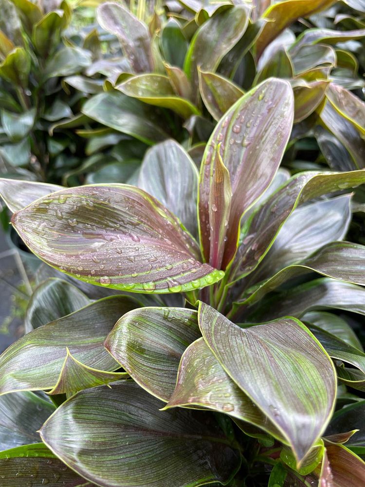 cordyline-fruticosa-camerun-ti-plant-cordyline-terminalis-dracaena-terminalis