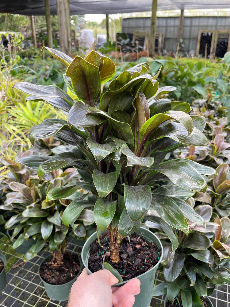 cordyline-fruticosa-camerun-ti-plant-cordyline-terminalis-dracaena-terminalis