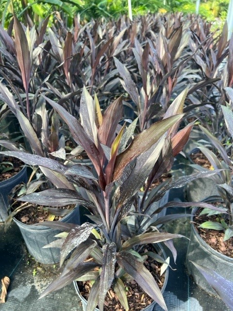 cordyline-fruticosa-caruba-good-luck-plant-ti-plant-hawaiian-ti-plant
