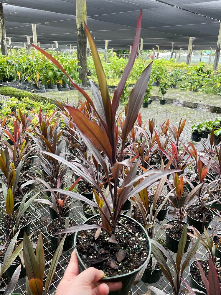 cordyline-fruticosa-caruba-good-luck-plant-ti-plant-hawaiian-ti-plant
