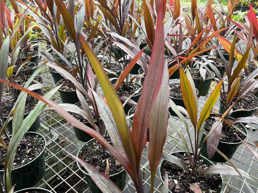 cordyline-fruticosa-caruba-good-luck-plant-ti-plant-hawaiian-ti-plant