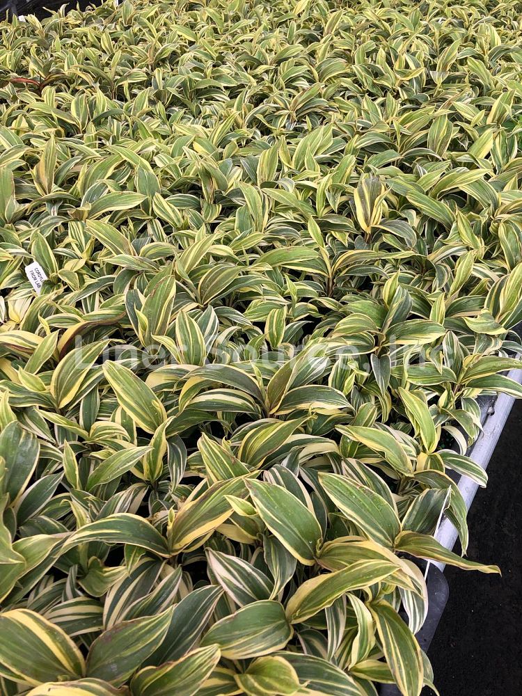 cordyline-fruticosa-chocolate-queen-ti-plant-cordyline-terminalis-dracaena-terminalis