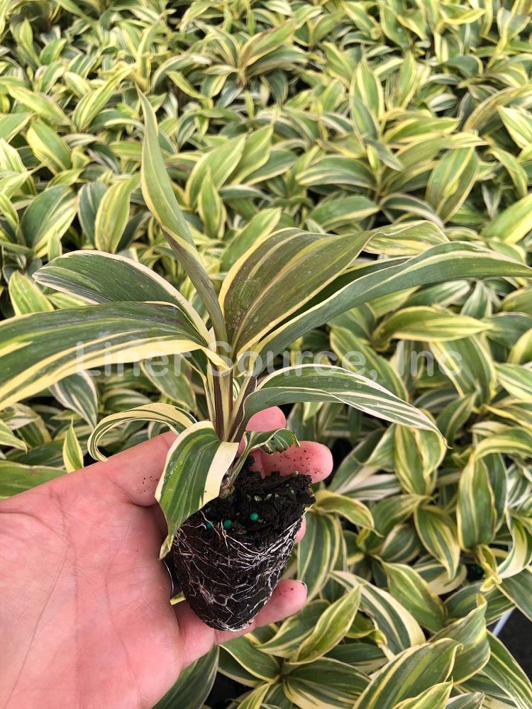 cordyline-fruticosa-chocolate-queen-ti-plant-cordyline-terminalis-dracaena-terminalis