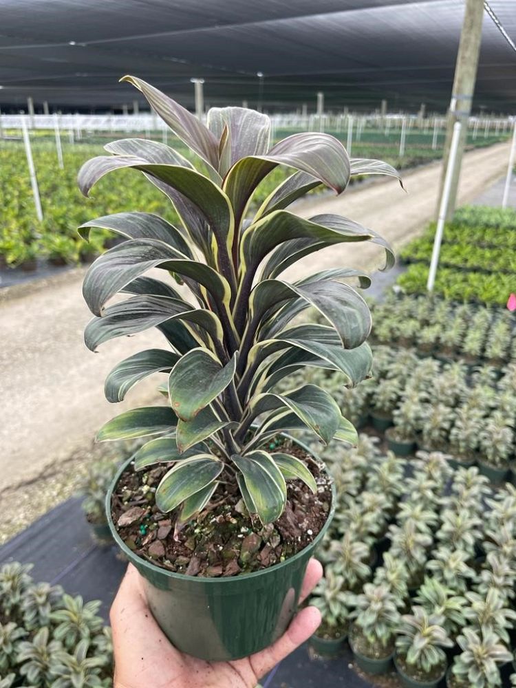 cordyline-fruticosa-chocolate-queen-ti-plant-cordyline-terminalis-dracaena-terminalis