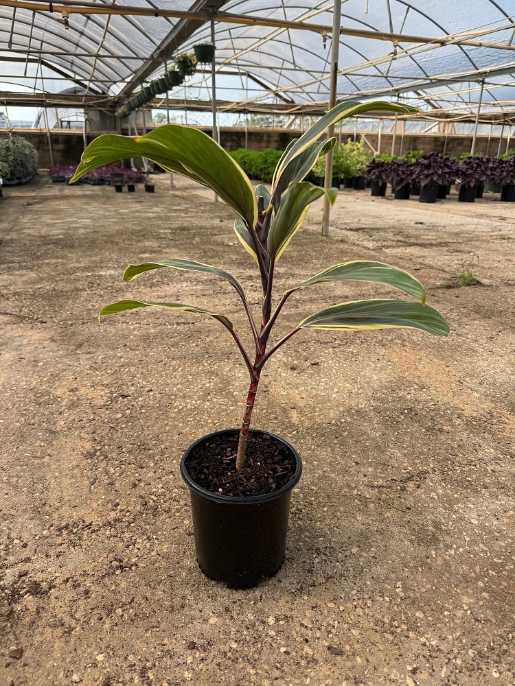 cordyline-fruticosa-chocolate-queen-ti-plant-cordyline-terminalis-dracaena-terminalis