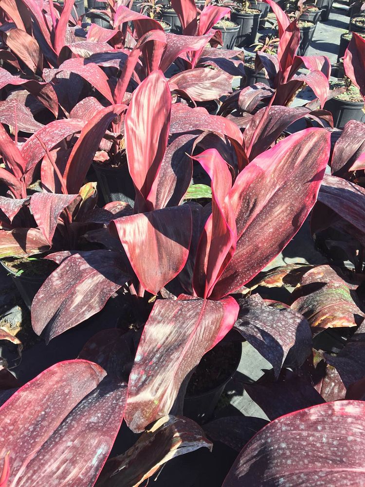 cordyline-fruticosa-dr-brown-good-luck-plant-ti-plant-hawaiian-ti-plant