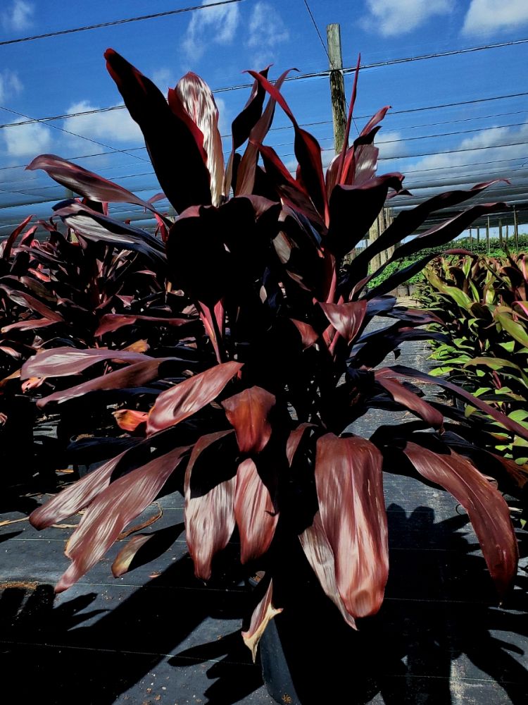 cordyline-fruticosa-dr-brown-good-luck-plant-ti-plant-hawaiian-ti-plant