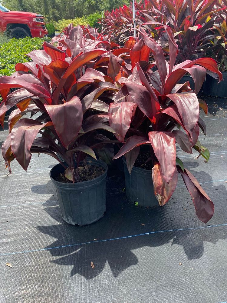 cordyline-fruticosa-dr-brown-good-luck-plant-ti-plant-hawaiian-ti-plant