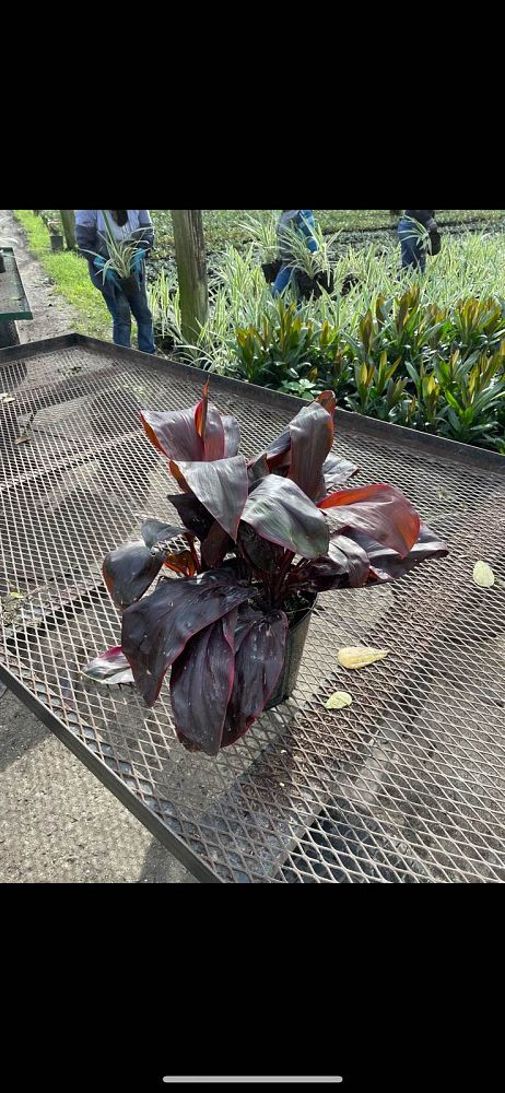 cordyline-fruticosa-dr-brown-good-luck-plant-ti-plant-hawaiian-ti-plant