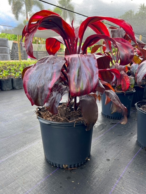 cordyline-fruticosa-dr-brown-good-luck-plant-ti-plant-hawaiian-ti-plant