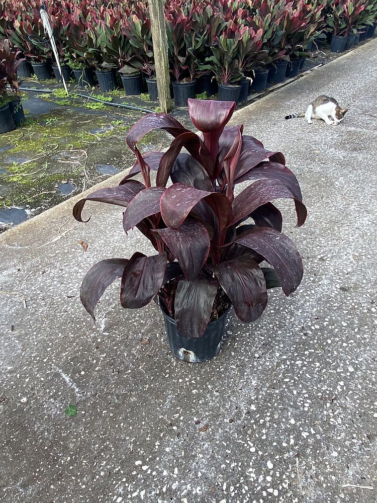 cordyline-fruticosa-dr-brown-good-luck-plant-ti-plant-hawaiian-ti-plant