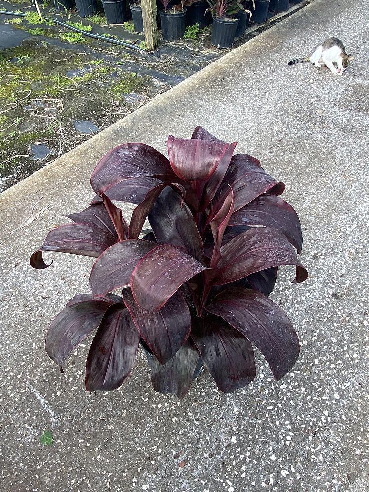 cordyline-fruticosa-dr-brown-good-luck-plant-ti-plant-hawaiian-ti-plant
