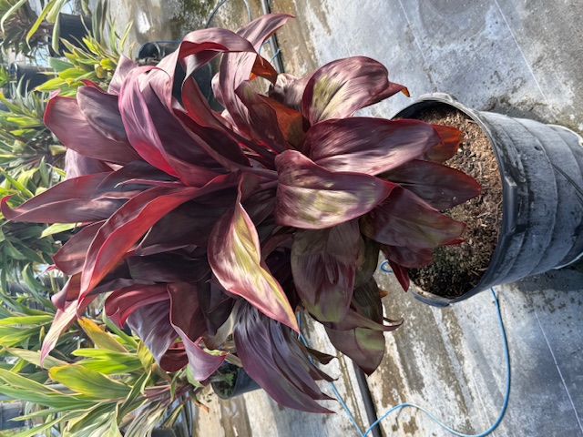 cordyline-fruticosa-dr-brown-good-luck-plant-ti-plant-hawaiian-ti-plant