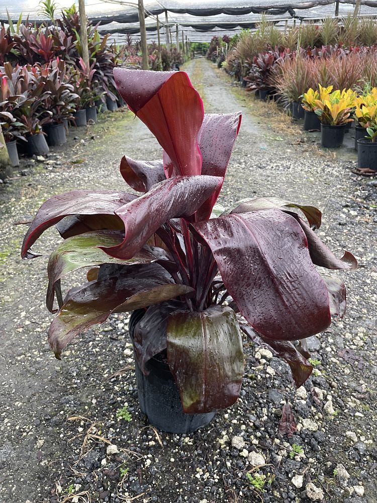 cordyline-fruticosa-dr-brown-good-luck-plant-ti-plant-hawaiian-ti-plant