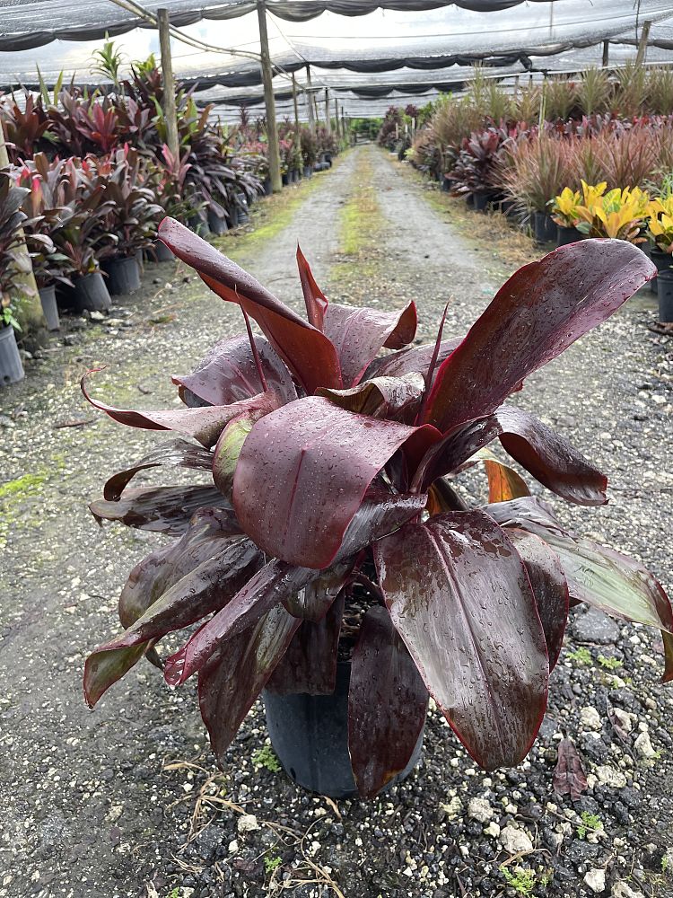 cordyline-fruticosa-dr-brown-good-luck-plant-ti-plant-hawaiian-ti-plant