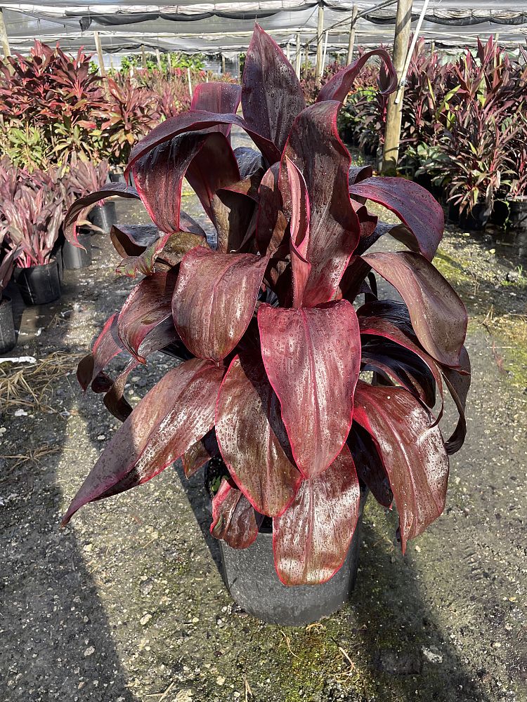 cordyline-fruticosa-dr-brown-good-luck-plant-ti-plant-hawaiian-ti-plant