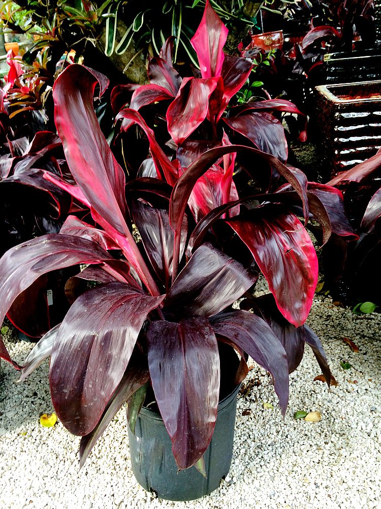 cordyline-fruticosa-dr-frank-brown-ti-plant-cordyline-terminalis-dracaena-terminalis