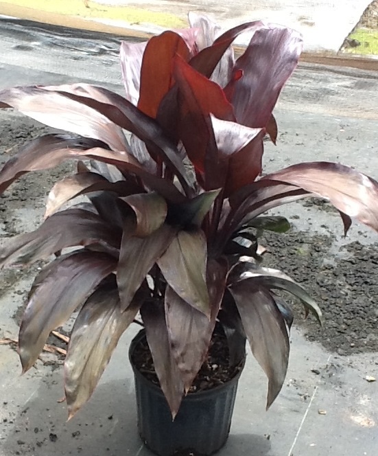 cordyline-fruticosa-dr-frank-brown-ti-plant-cordyline-terminalis-dracaena-terminalis