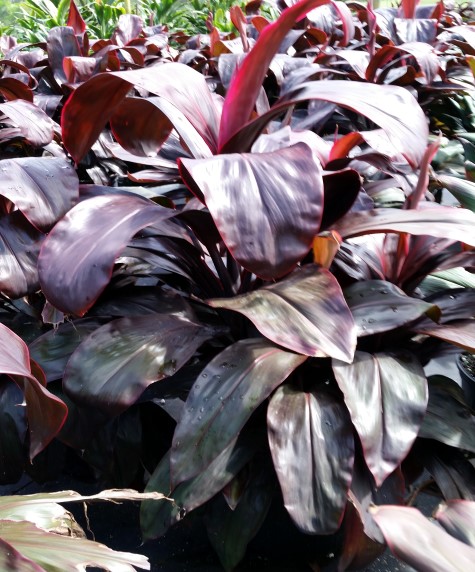 cordyline-fruticosa-dr-frank-brown-ti-plant-cordyline-terminalis-dracaena-terminalis