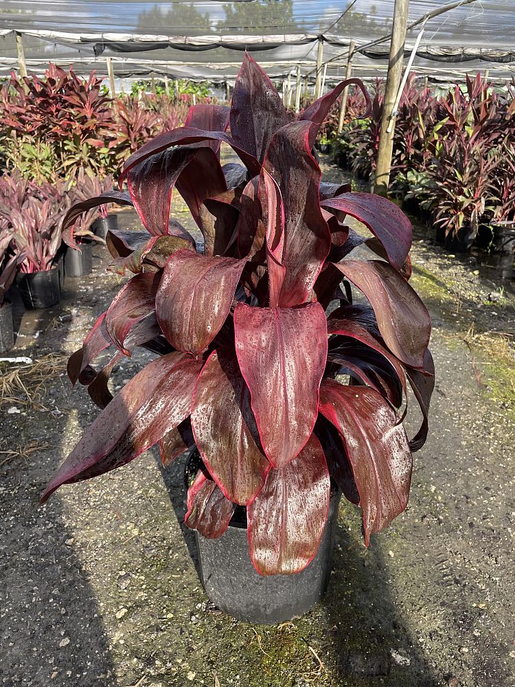 cordyline-fruticosa-dr-frank-brown-ti-plant-cordyline-terminalis-dracaena-terminalis