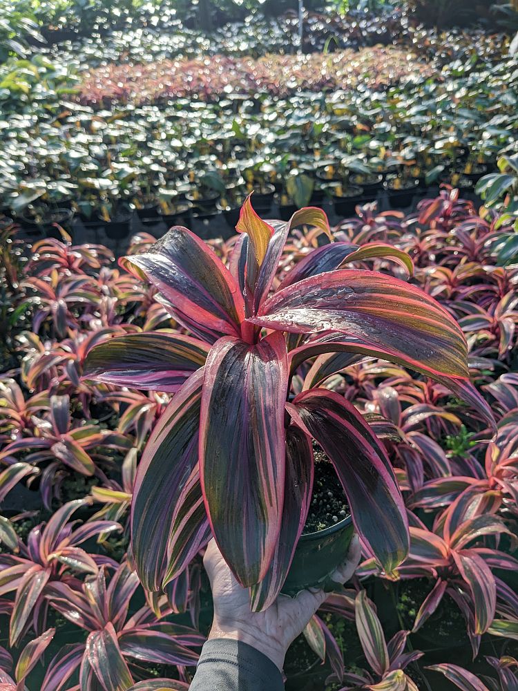 cordyline-fruticosa-elektra-ti-plant-cordyline-terminalis-dracaena-terminalis