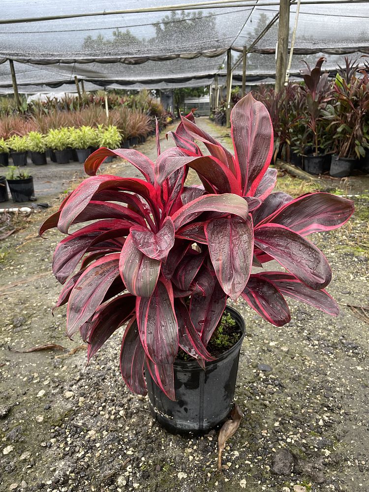 cordyline-fruticosa-elektra-ti-plant-cordyline-terminalis-dracaena-terminalis