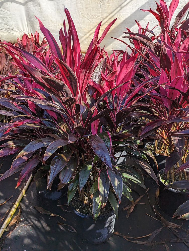 cordyline-fruticosa-excelsa-ti-plant-cordyline-terminalis-dracaena-terminalis