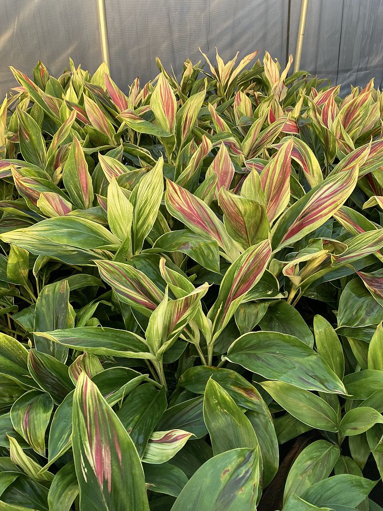 cordyline-fruticosa-exotica-ti-plant-cordyline-terminalis-dracaena-terminalis