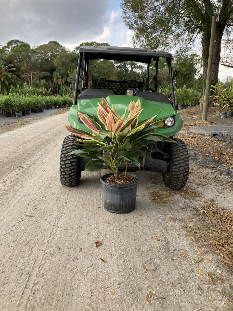 cordyline-fruticosa-exotica-ti-plant-cordyline-terminalis-dracaena-terminalis