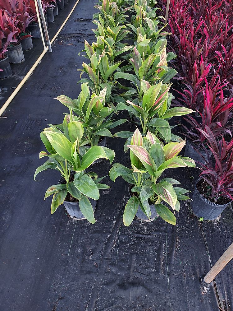cordyline-fruticosa-exotica-ti-plant-cordyline-terminalis-dracaena-terminalis