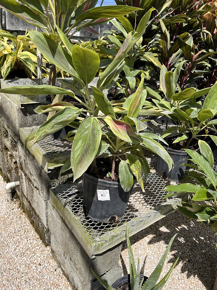 cordyline-fruticosa-exotica-ti-plant-cordyline-terminalis-dracaena-terminalis