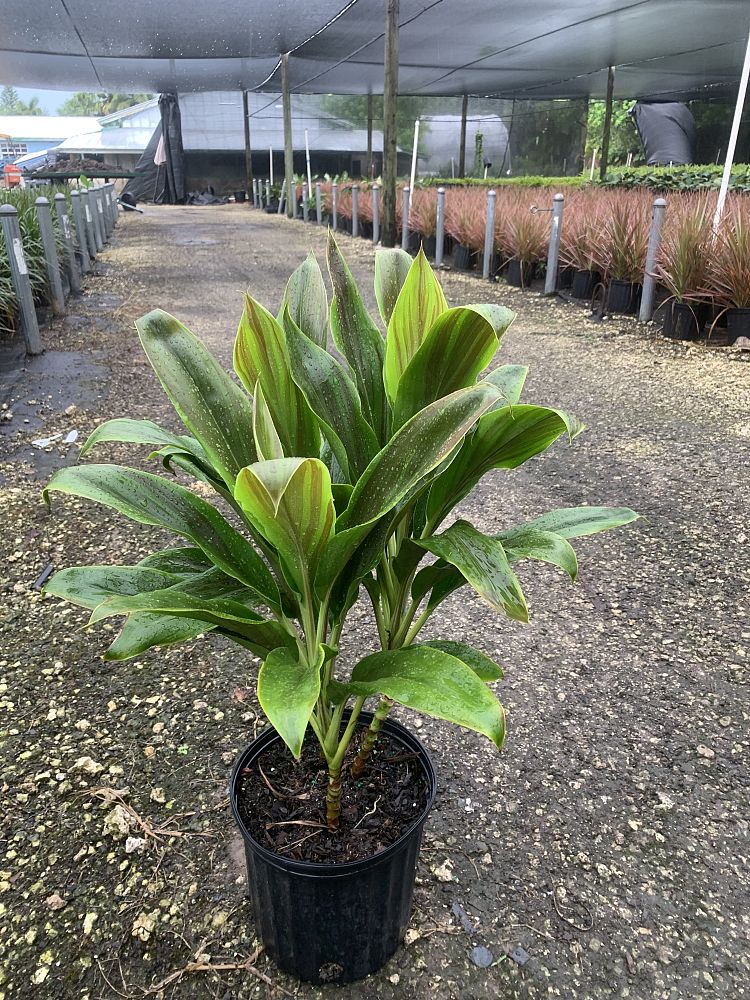 cordyline-fruticosa-exotica-ti-plant-cordyline-terminalis-dracaena-terminalis
